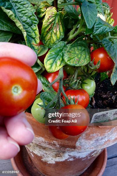 hand holding ripe tomato on plant - sverige odla tomat bildbanksfoton och bilder