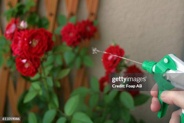Spraying Roses 201 Spraying Roses Stock Photos, High-Res Pictures, and Images - Getty ...