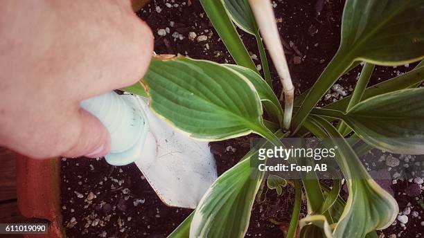 close-up of a person holding spade in hosta plant - hosta foto e immagini stock