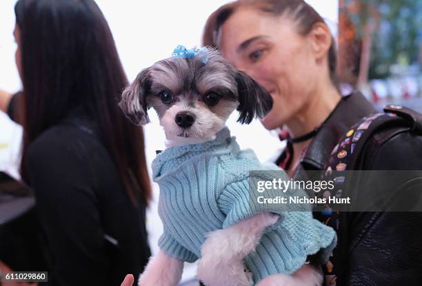 Tinkerbelle the Dog attends the celebration of the launch of Rachael Ray's Nutrish DISH with a Puppy Party on September 28, 2016 in New York City.