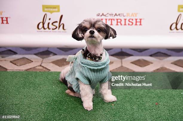 Tinkerbelle the Dog attends the celebration of the launch of Rachael Ray's Nutrish DISH with a Puppy Party on September 28, 2016 in New York City.
