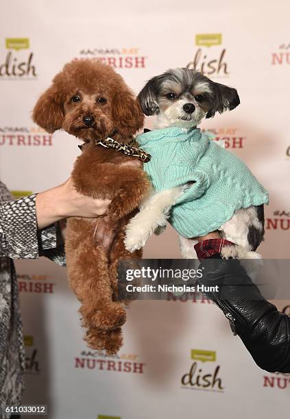 Chase and Tinkerbelle attend the celebration of the launch of Rachael Ray's Nutrish DISH with a Puppy Party on September 28, 2016 in New York City.