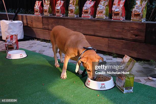 Dog tries Rachael Ray's Nutrish DISH during the celebration of the launch of Rachael Ray's Nutrish DISH with a Puppy Party on September 28, 2016 in...