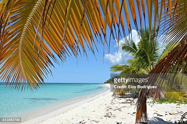 tropical beach in saona island. - dominican republic stock pictures, royalty-free photos & images