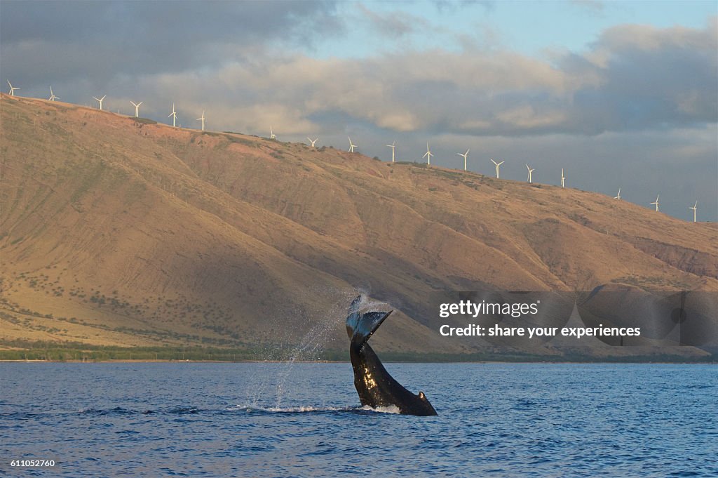 Tail Slapping Baby Humpback Whale