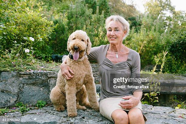 Senior Labradoodle Labradoodle Old Dog Photos and Premium High Res Pictures - Getty Images