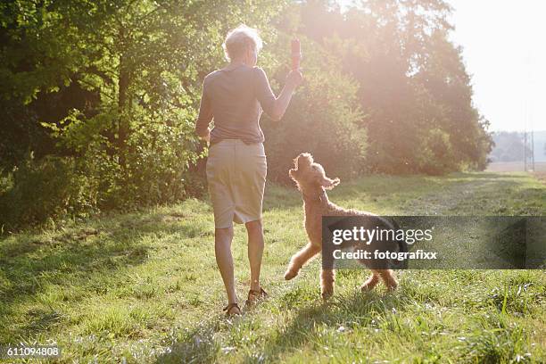 femme âgée marchant avec son chien entre les champs et la forêt - prairie dog photos et images de collection