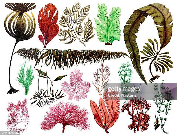 stockillustraties, clipart, cartoons en iconen met marine plants, leaves and seaweed ,coral - algae