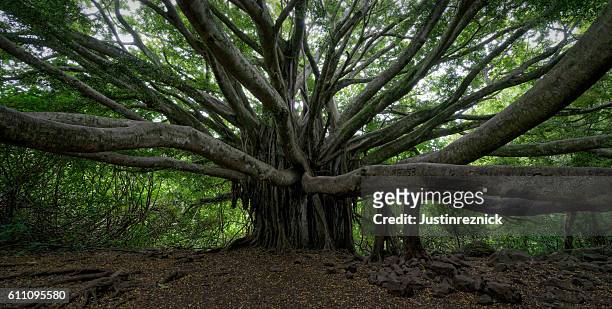 banyan tree panorama - banyan tree stockfoto's en -beelden