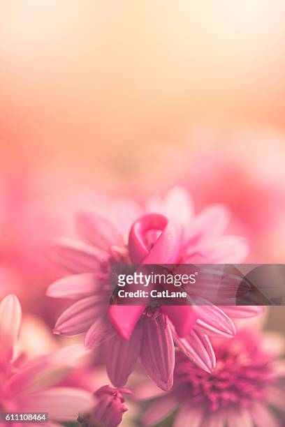 breast cancer awareness ribbon on pink flowers with soft background - october stock pictures, royalty-free photos & images