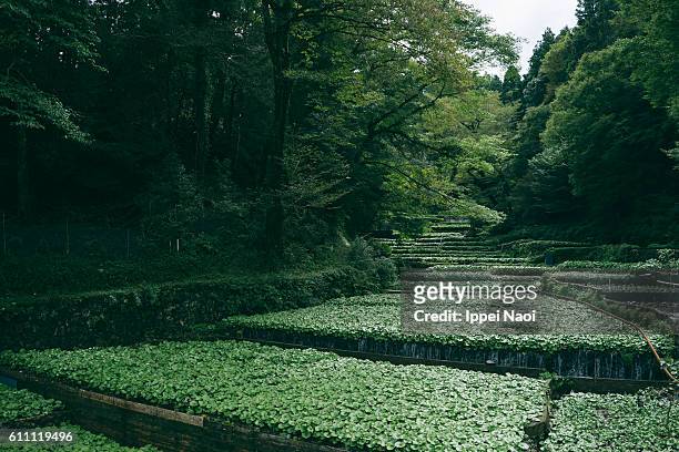 wasabi farm in japan, shizuoka - prefettura di shizuoka foto e immagini stock