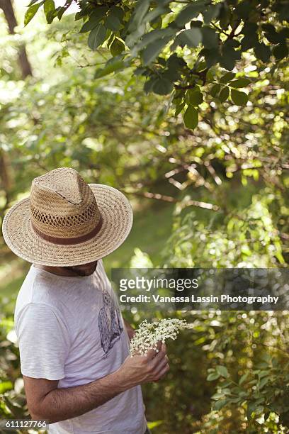elderflower picking - vanessa lassin stock pictures, royalty-free photos & images