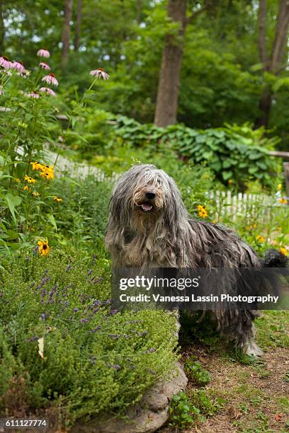 bergamasco garden - vanessa lassin stockfoto's en -beelden