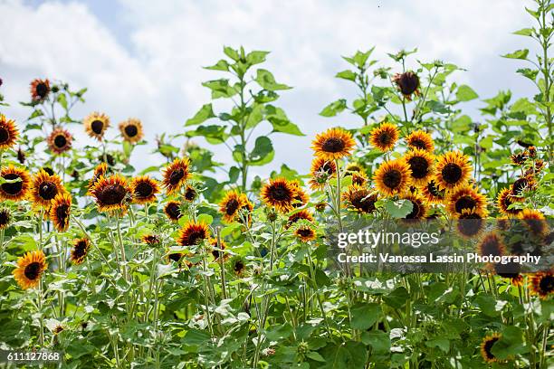 sunflowers - vanessa lassin stock pictures, royalty-free photos & images