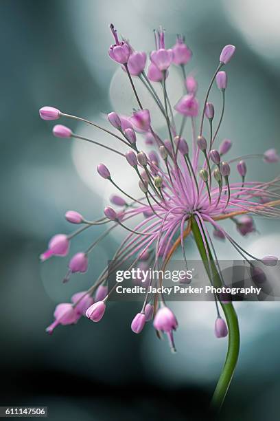 allium carinatum pulchellum flowers - zierlauch stock-fotos und bilder