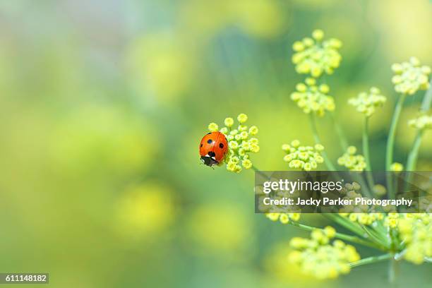ladybird on yellow fennel flower - joaninha imagens e fotografias de stock
