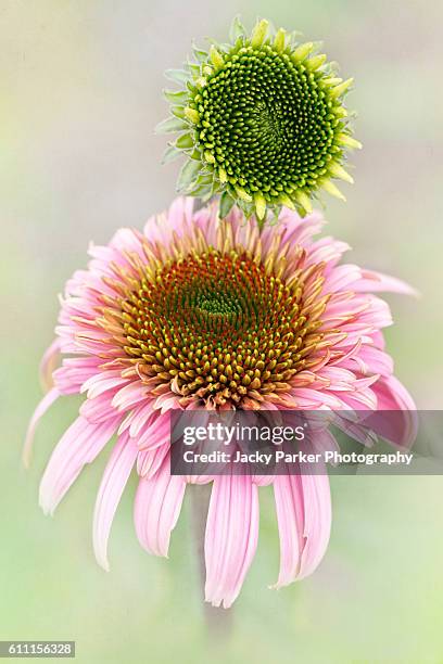 Cosmos Razzmatazz 5,518 Razzmatazz Stock Photos, High-Res Pictures, and Images - Getty Images