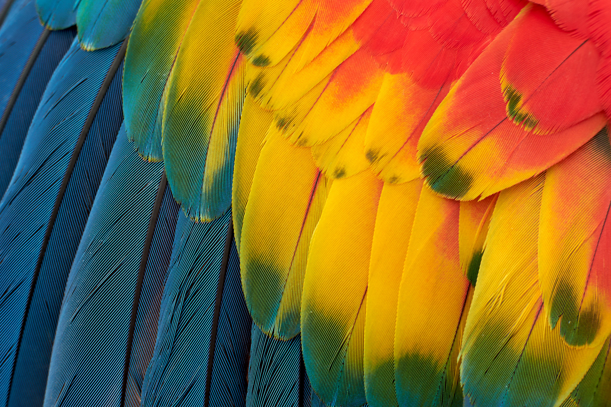 tropical nature
