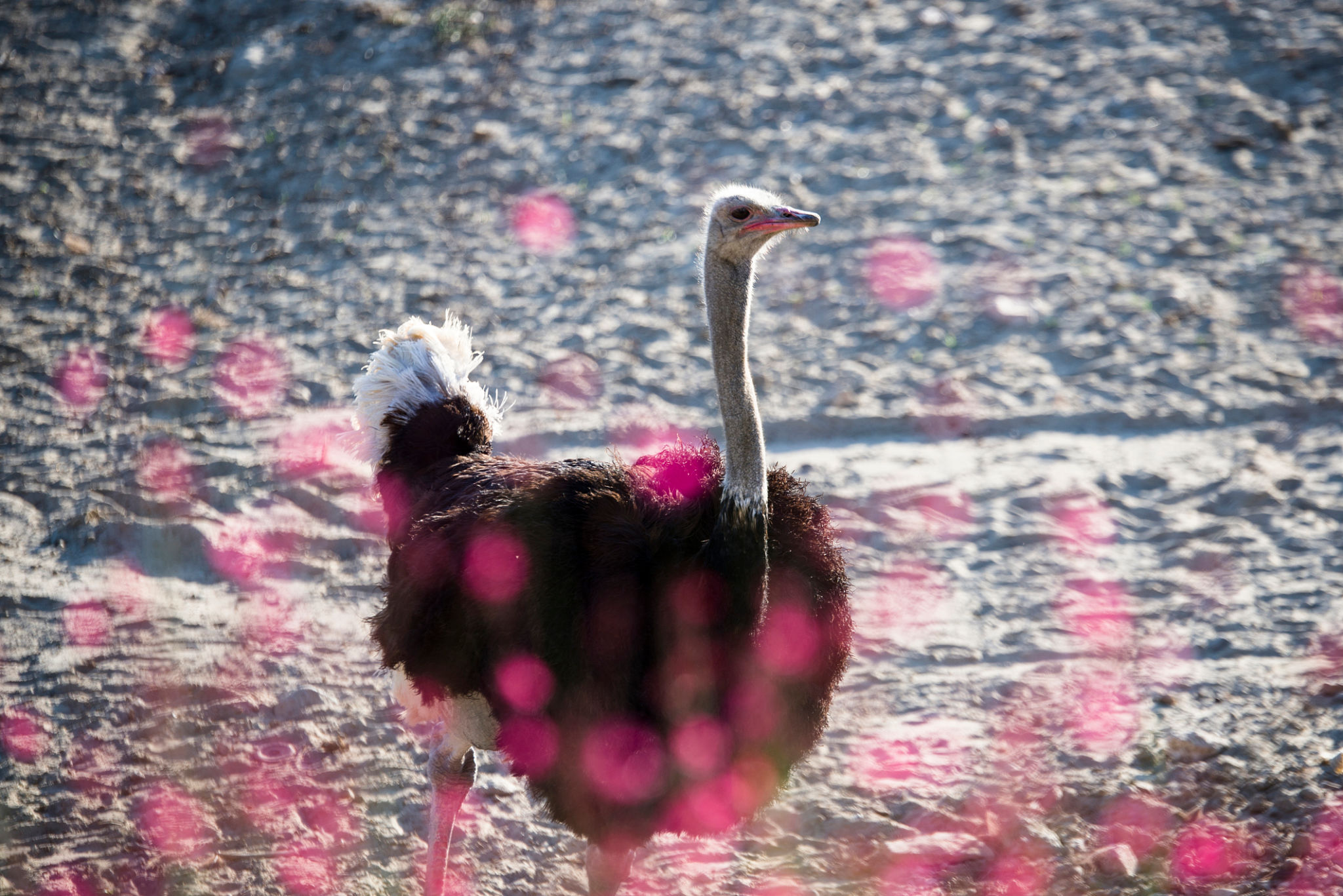 Ostrich with pink bokehs. Ostrich with pink bokehs.