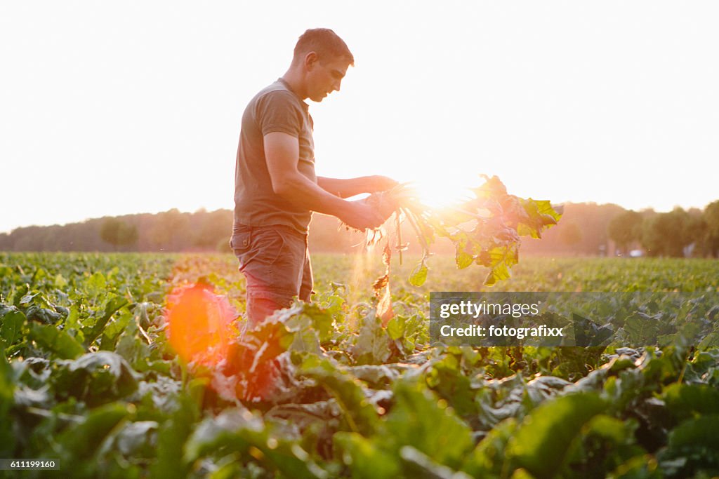 Farmer stands in his fields, looks at his sugar beets