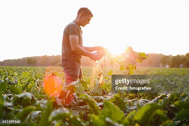 farmer stands in his fields, looks at his sugar beets - beterraba tubérculo imagens e fotografias de stock