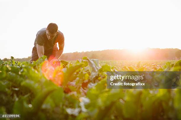 farmer stands in his fields, looks at his sugar beets - beet stock pictures, royalty-free photos & images