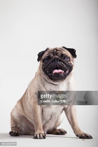 pug - ugly face stockfoto's en -beelden