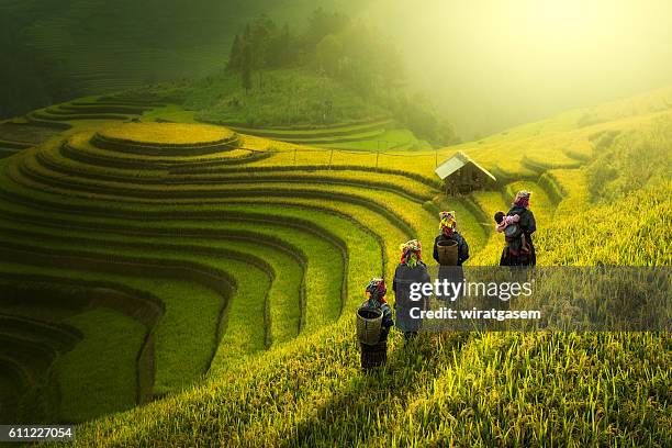 farmers walking on rice fields terraced - campo de arroz fotografías e imágenes de stock