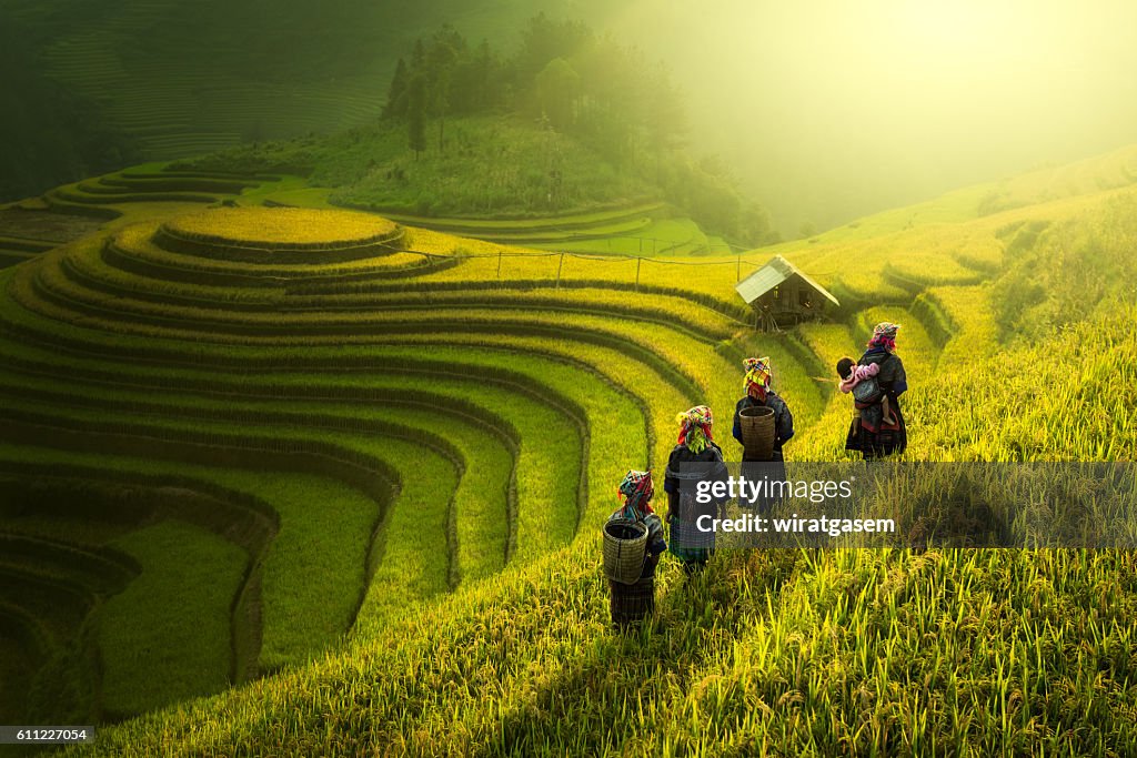 Farmers walking on rice fields terraced