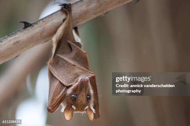 fruit bat or megabat. - eigentliche flughunde gattung stock-fotos und bilder