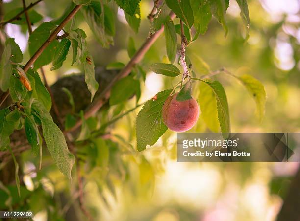 greengages - greengage stock pictures, royalty-free photos & images