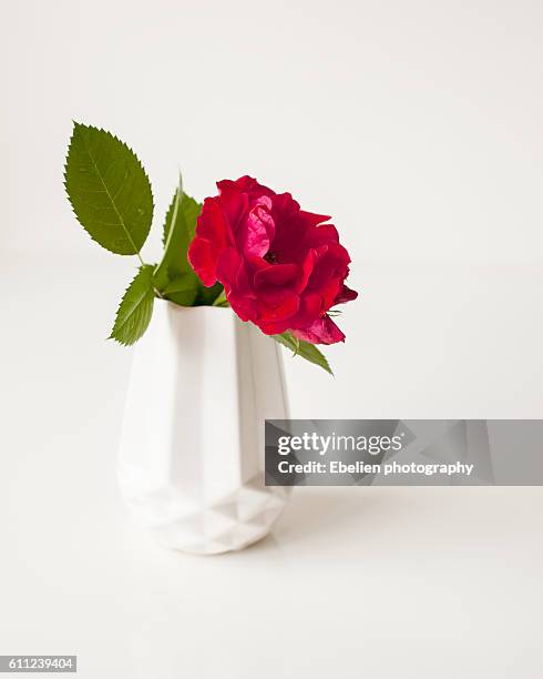 red rose on a white polygon vase - komposition stock-fotos und bilder