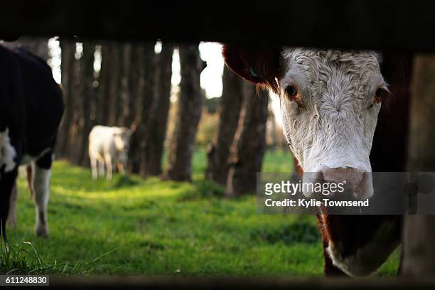 close up of cows face - new zealand cow stock pictures, royalty-free photos & images