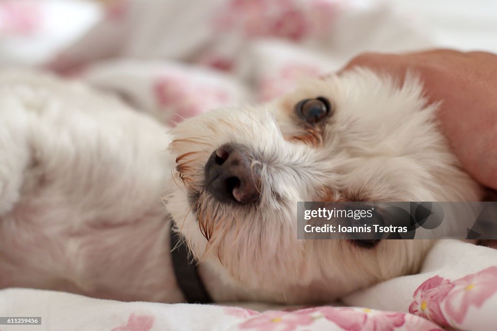 Maltese Dog on Bed