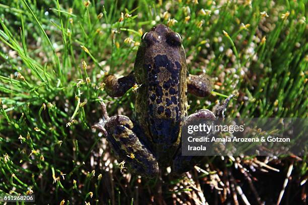 a frog in a lake of pyrenees, huesca province, spain - amphibian stockfoto's en -beelden