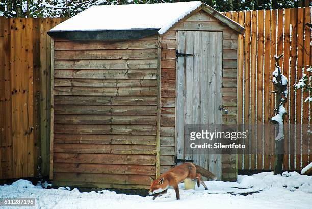 red fox sneaks through an urban garden - silentfoto fox bildbanksfoton och bilder