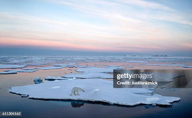 paquete de hielo de oso polar - polar bear fotografías e imágenes de stock