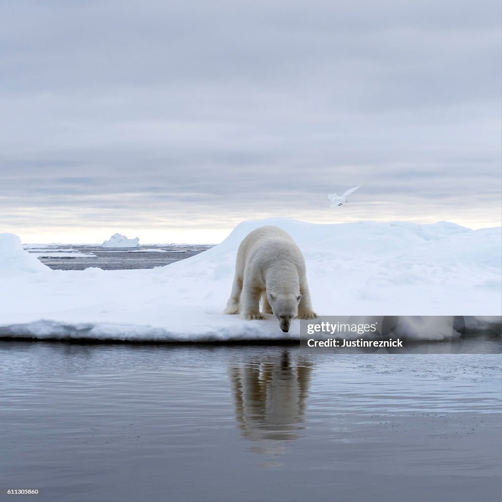 Polar Bear Pack Ice