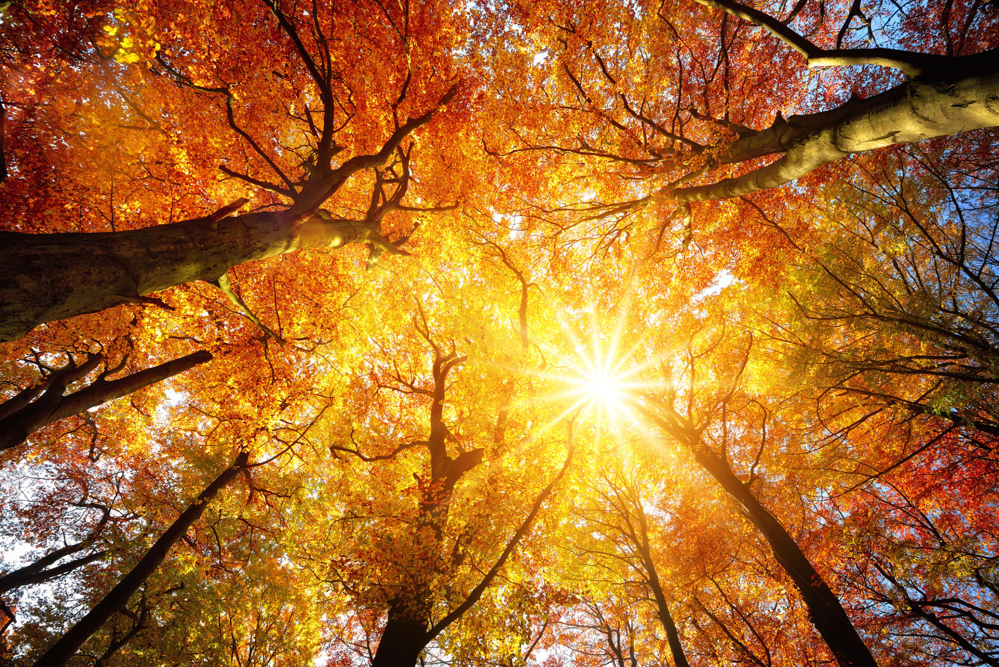 Autumn sun shining through tree canopy Autumn sun shining through tree canopy