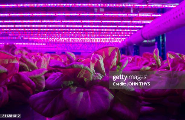 This photo taken on September 20, 2016 at the Urbaine Crops society in Waregem shows lettuce being grown within a completely automated internal...