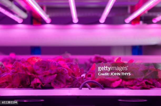 This photo taken on September 20, 2016 at the Urbaine Crops society in Waregem shows lettuce being grown within a completely automated internal...