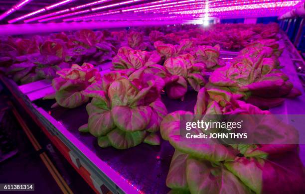 This photo taken on September 20, 2016 at the Urbaine Crops society in Waregem shows lettuce being grown within a completely automated internal...