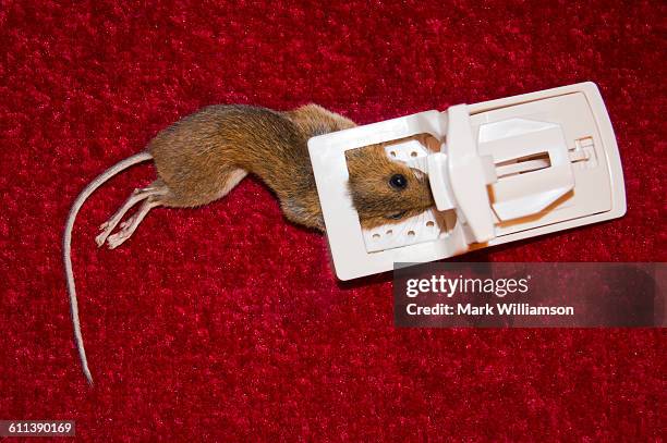 mouse in mousetrap. - alfombra raton fotografías e imágenes de stock