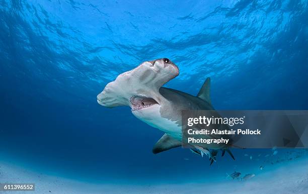 great hammerhead shark with jaws open - great hammerhead shark stockfoto's en -beelden