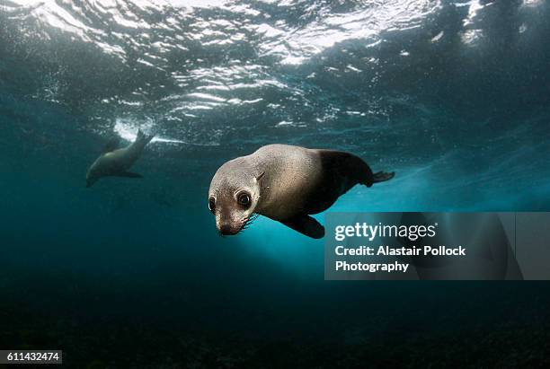 australian fur seal pup at montague island - seal pup 個照片及圖片檔