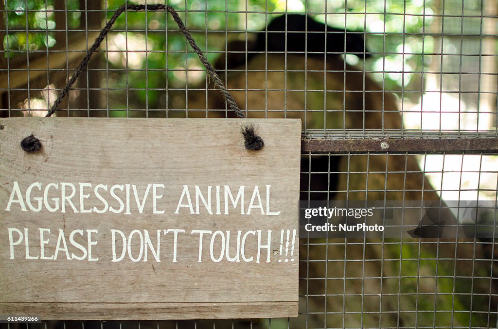 Civet and Coffee Plantation in Bali