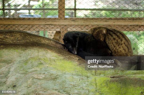 Civet cat looks in cage inside a &quot;kopi luwak&quot; or civet coffee farm Balipulina, Bali on 29 September 2016.