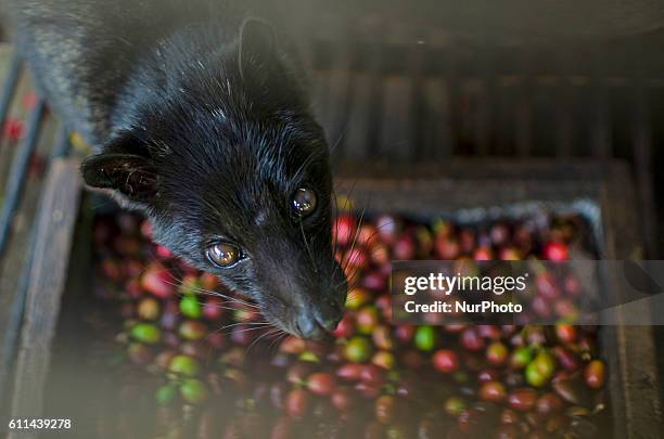 Civet cat looks in cage inside a &quot;kopi luwak&quot; or civet coffee farm Balipulina, Bali on 29 September 2016.