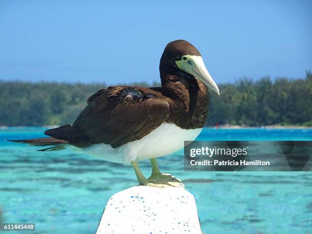 brown booby, moorea - leucogaster stock pictures, royalty-free photos & images