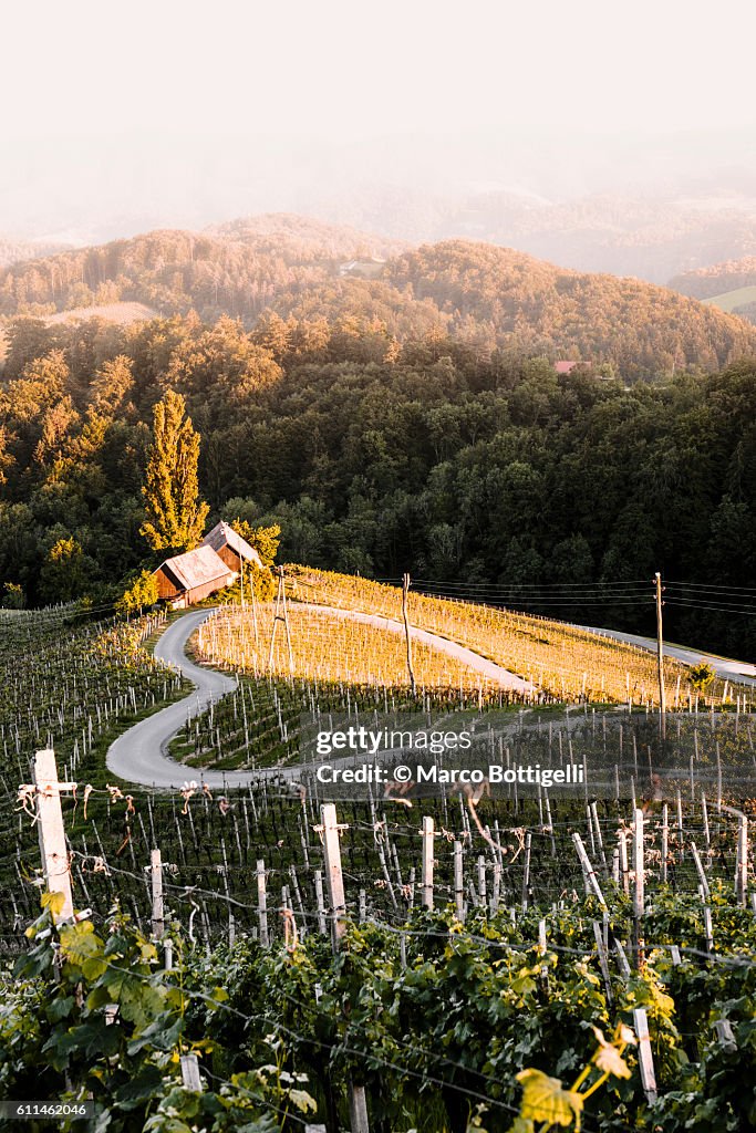 Spicnik, Kungota, Drava region, Slovenia, East Europe.